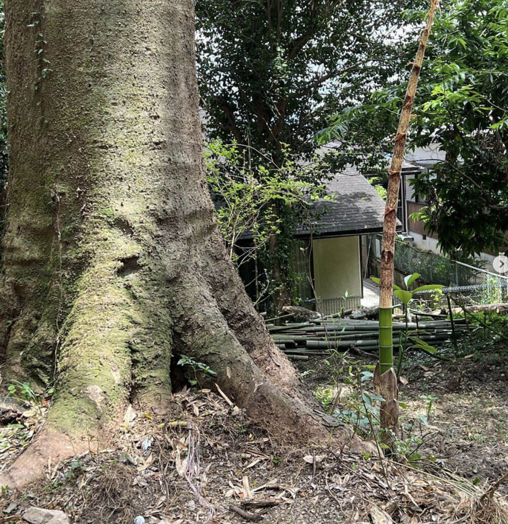 清兵衛ではみやらびの苗から広がる可能性に期待しています。